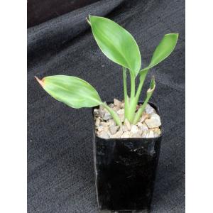 Strelitzia juncea 2-inch pots