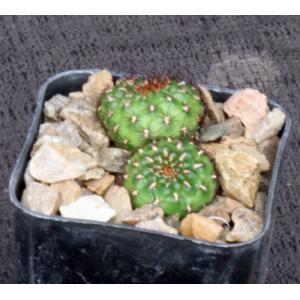 Sulcorebutia mentosa 2-inch pots