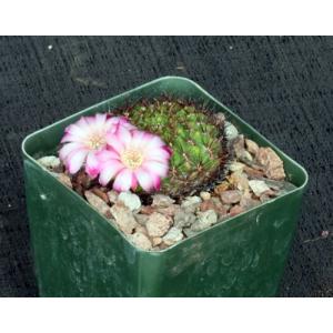 Sulcorebutia mentosa 4-inch pots