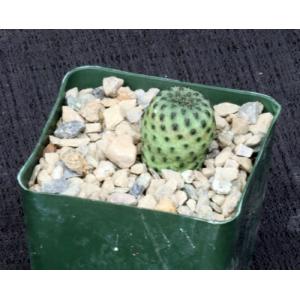 Sulcorebutia rauschii 4-inch pots