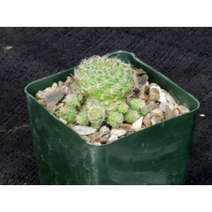 Sulcorebutia steinbachii var. kimnachii 4-inch pots