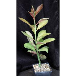 Synadenium grantii cv Rubra one-gallon pots
