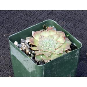 Tacitus bellus 4-inch pots