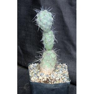 Tephrocactus alexanderi one-gallon pots