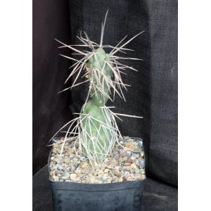 Tephrocactus aoracanthus var. pediophilus one-gallon pots
