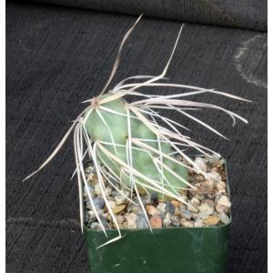 Tephrocactus aoracanthus var. pediophilus 4-inch pots