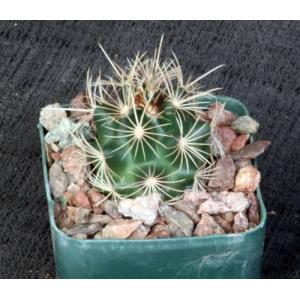 Thelocactus bicolor ssp. bicolor 3-inch pots