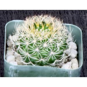 Thelocactus bicolor (tricolor) 2-inch pots