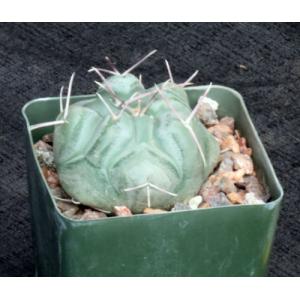 Thelocactus hexaedrophorous 4-inch pots