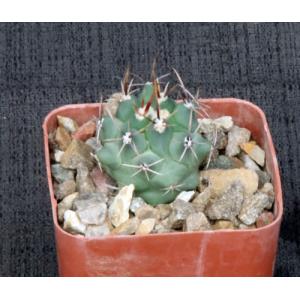 Thelocactus tulensis 3-inch pots