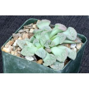 Titanopsis calcarea 4-inch pots
