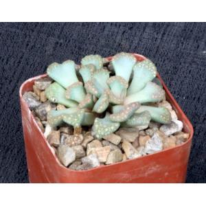 Titanopsis hugo-schlecteri 3-inch pots