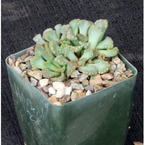 Titanopsis hugo-schlecteri 4-inch pots