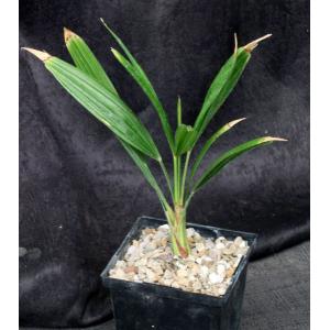 Trachycarpus fortunei 5-inch pots