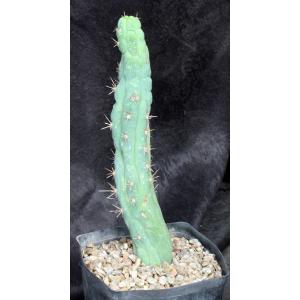 Trichocereus cv Bruce’s Dragon one-gallon pots