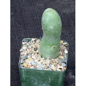Trichocereus bridgesii (monstrose) 4-inch pots
