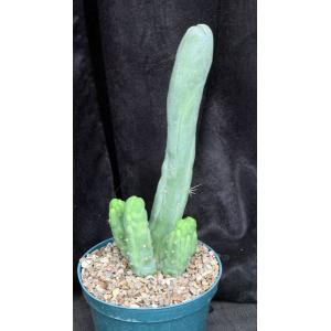 Trichocereus cv Bruce’s Dragon 8-inch pots