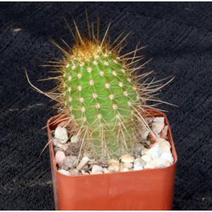 Trichocereus cv Red 3-inch pots
