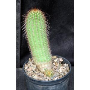 Trichocereus cv Incandescent Crimson x Ember Glow 5-inch pots