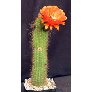 Trichocereus cv Orange one-gallon pots