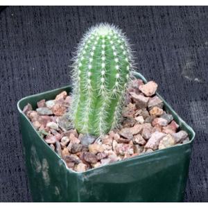 Trichocereus prolifera 4-inch pots