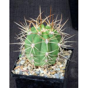 Trichocereus terscheckii 5-inch pots