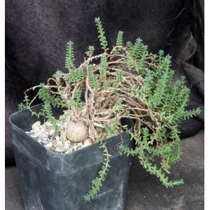 Trichodiadema bulbosum one-gallon pots
