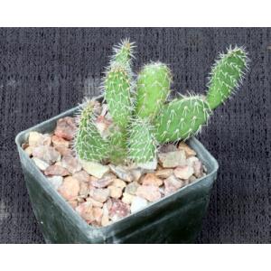 Tunilla picardoi 3-inch pots