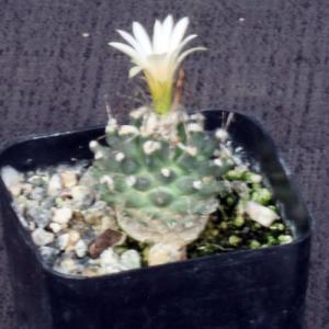 Turbinicarpus schmiedickeanus ssp. gracilis 2-inch pots