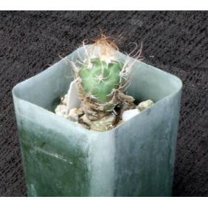 Turbinicarpus pseudomacrochele 2-inch pots