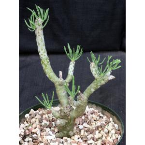 Tylecodon dinteri 8-inch pots