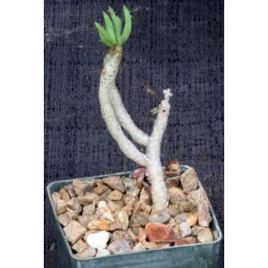 Tylecodon buchholzianus 3-inch pots