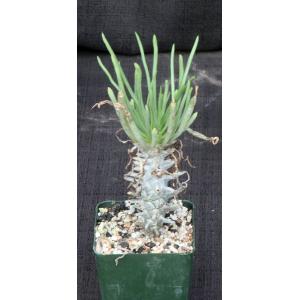 Tylecodon cacalioides 4-inch pots