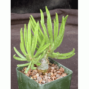 Tylecodon cacalioides 4-inch pots