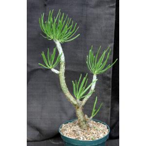 Tylecodon dinteri 8-inch pots