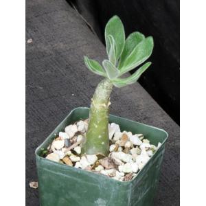 Tylecodon paniculatus 4-inch pots