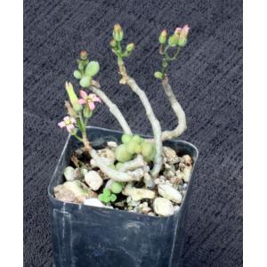 Tylecodon schaeferianus 2-inch pots