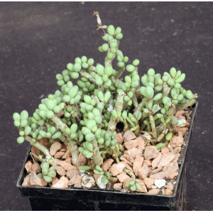 Tylecodon schaeferianus 5-inch pots