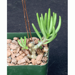 Tylecodon striatus 4-inch pots