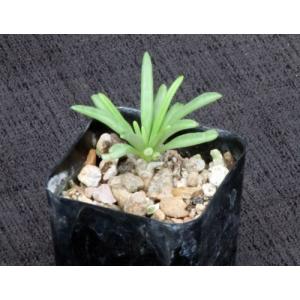 Tylecodon wallichii 2-inch pots