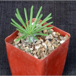 Tylecodon wallichii 4-inch pots