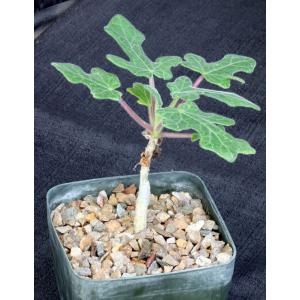 Uncarina roeoesliana 5-inch pots