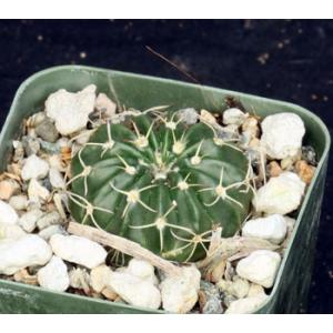 Wigginsia pauciareolatus 2-inch pots