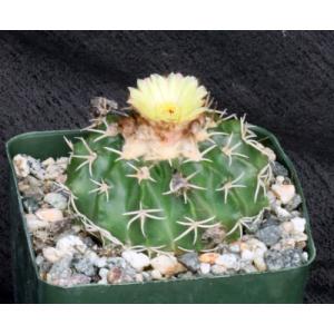 Wigginsia pauciareolatus 4-inch pots