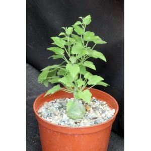 Xerosicyos pubescens 6-inch pots