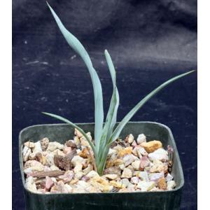 Yucca pallida 5-inch pots