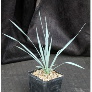 Yucca rostrata 5-inch pots